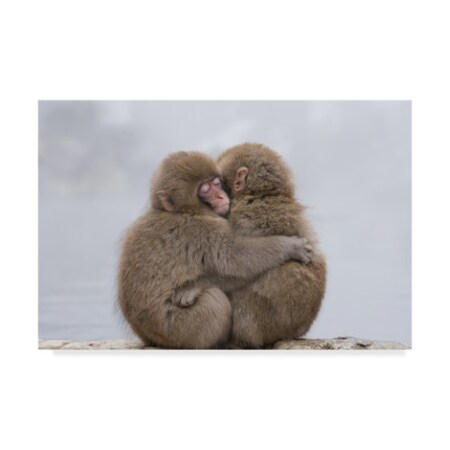 Takeshi Marumoto 'Forever Monkey Friends' Canvas Art,16x24